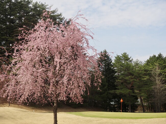 軽井沢で遅咲きの桜とともにお花見ゴルフを満喫