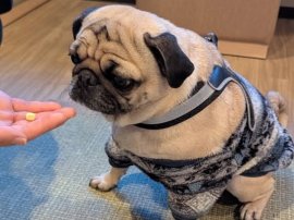 待て選手権(先月開催の様子) 待て選手権(先月開催の様子)