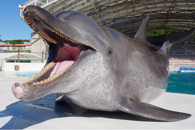 【沖縄美ら海水族館】みなさまの笑顔を守ります！イルカショーの主役「オキちゃん」一日警察署長に就任