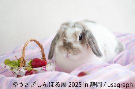うさぎしんぼる展 展示作品1 うさぎしんぼる展 展示作品1
