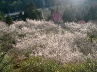 静岡の相良梅園、快適に過ごせるトイレリニューアルプロジェクト目標金額100％を達成！ネクストゴール和空間休憩処製作に向け2月25日まで実施中