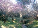 相良梅園(3)