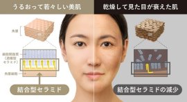 肌の見た目の美しさと結合型セラミドの関係性(イメージ) 肌の見た目の美しさと結合型セラミドの関係性(イメージ)
