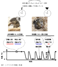 冬眠中のシマリスは周期的に目覚め、その時に止まっていた肝臓の体内時計が部分的に再開する 〜冬眠する哺乳類に特異な時計遺伝子の発現サイクルを発見〜 北里大学