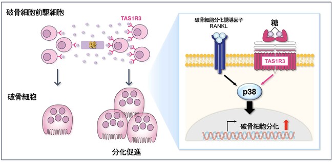 骨が味を感じるメカニズムを解明　～ 味覚受容体が口腔外に存在する神秘に迫る ～
