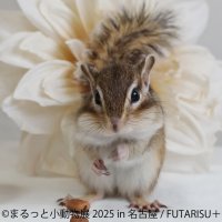 約1年ぶりの名古屋上陸！“まるっと”かわいい小動物作品大集結「まるっと小動物展 2025」3/8(土)から開催SNSで大人気のショウガラゴに直接会えるイベントも♪