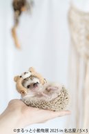 展示作品3 展示作品3