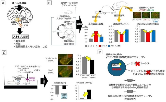 なぜ日常の運動習慣がストレスによる高血圧発症を防ぐのか？
