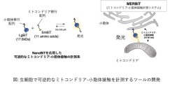 【学習院大学】ミトコンドリアのストレス対策メカニズムを解明！細胞の健康を守る仕組みを発見