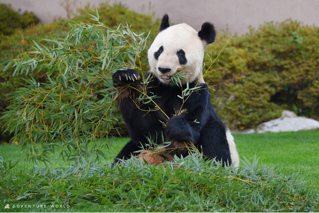 たくさんのSmileをありがとう「永明(えいめい)」が32年の生涯を終え永眠しました