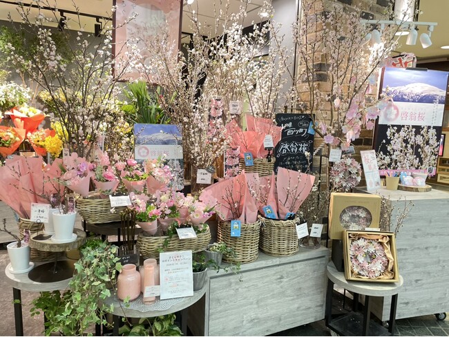 春を届ける「啓翁桜」が名産地・山形県西川町から1万8千本入荷、首都圏店舗＆オンラインで2月中旬より販売。西川町の産地をめぐる花体験ツアーを4月5日(土)・6日(日)に実施します。