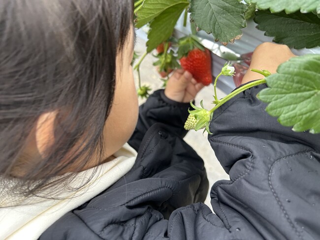 【ツアー発売】特急あそぼーい!で行く いちご狩り&あそ日帰り旅