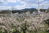 「花の宴 梅まつり2025」滋賀県最大級の梅見スポット！開苑40周年を迎える寿長生の郷で2月22日より開催
