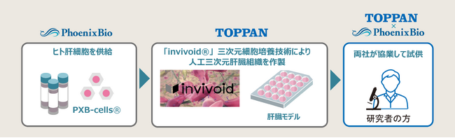 TOPPANホールディングスとフェニックスバイオ、「人工三次元肝臓組織」の試供に向けた業務提携を締結