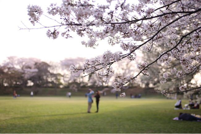 【千葉県佐倉市】日本100名城に咲く千本桜！「佐倉城址のさくら」開催（3/27～4/1）