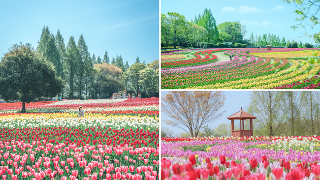 【広島／世羅】春の花絶景本番！　チューリップ祭OPEN《世羅高原農場》