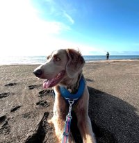 4月にはドッグフェスティバルも開催！雄大な自然が広がる九十九里エリアで愛犬との絆を深める“ドッグフレンドリー”な旅をご紹介