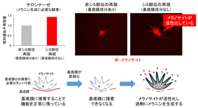 皮膚にシミがある部分では基底膜の脆弱化が起き、メラノサイトが活性化して過剰にメラニンを生成していることを発見