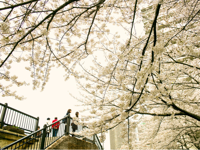 開花予想に合わせて、今年はいつもと異なる地域でお花見を。Airbnb 2025年桜シーズンのトラベルトレンドとおすすめリスティング