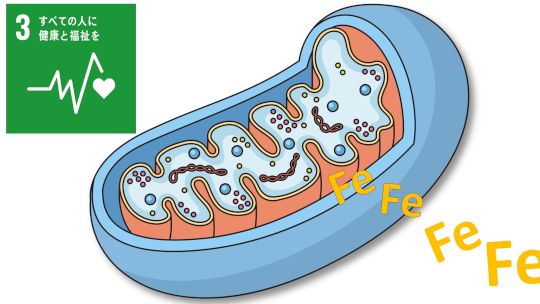ミトコンドリアにおけるタンパク質合成異常による新たな貧血のメカニズム発見