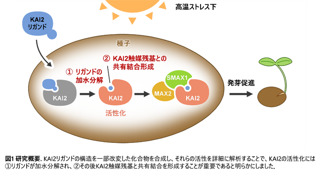 高温ストレス下で植物の発芽を調節できるタンパク質の活性化機構を解明～植物の高温発芽阻害の解決に向けた新たな知見を提供～