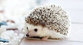 【うまくいくと不安になる成功不安と成功恐怖克服】仕事が上手くいっているのに不安、うまくいくのが怖い成功回避動機と成功恐怖症を改善!(仕事で結果を出す人の頭の中) 【うまくいくと不安になる成功不安と成功恐怖克服】仕事が上手くいっているのに不安、うまくいくのが怖い成功回避動機と成功恐怖症を改善!(仕事で結果を出す人の頭の中)