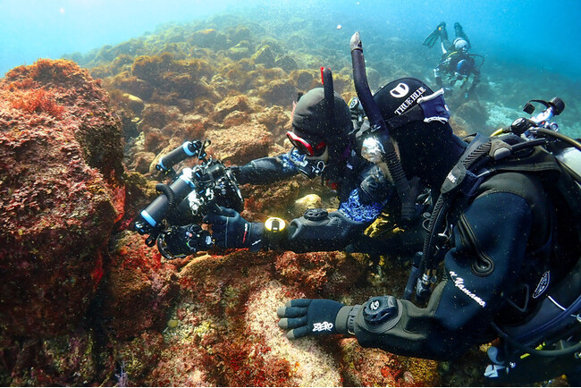 ＜イベントレポート＞透明度抜群の冬の海で繰り広げる水中フォトコンテスト！パパラギダイビングスクール主催 「クリスタルカップ2025」開催報告