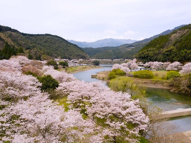 熊本県球磨郡水上村　市房ダム『一万本桜』と奥球磨のご当地メニュー 『骨かじり』ランチUD（ユニバーサルデザイン）ツアー