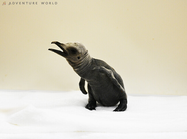 すくすく育ちますように☆ペンギン “ひな” まつりシーズン到来！キングペンギンの赤ちゃん誕生！