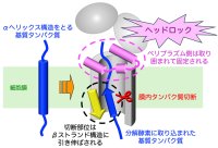 <横浜市立大学>分解酵素は細胞膜の中でタンパク質をヘッドロックして切断する