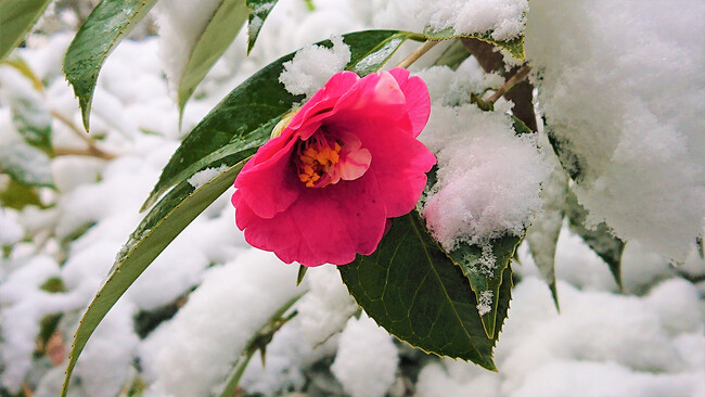 ユキツバキエキスにシミ部位におけるメラノサイトの過剰なメラニン生成を抑える効果を発見