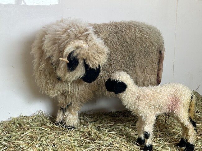 出産ラッシュ!!世界一可愛いと称される羊の赤ちゃん生まれたよ！スイス原産もふもふ羊の赤ちゃんに会いに来てね。