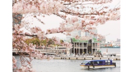 専用クルーズ船で優雅に桜観賞。春を味わうホテルのランチやアフタヌーンティー付きプラン~3/1より予約開始~ 専用クルーズ船で優雅に桜観賞。春を味わうホテルのランチやアフタヌーンティー付きプラン~3/1より予約開始~