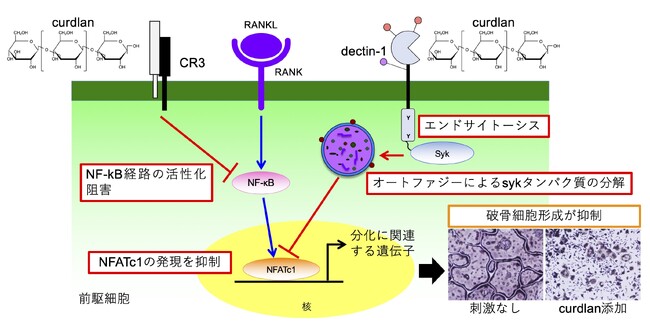 糖鎖が破骨細胞の形成を抑制するメカニズムを解明　～ 炎症性骨破壊の治療応用に期待 ～
