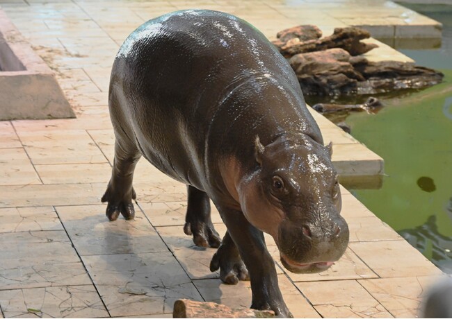 動物たちのいのちを未来へ　ニフレルよりミニカバ１頭がアドベンチャーワールドへ仲間入りします！