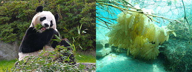 “パンダバンブープロジェクト”パンダの食べ残した竹を「アオリイカ産卵床」として活用