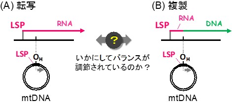 ミトコンドリアDNAの制御メカニズムの理解の前進