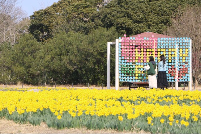 スイセン、ウメ見頃です【国営海の中道海浜公園】