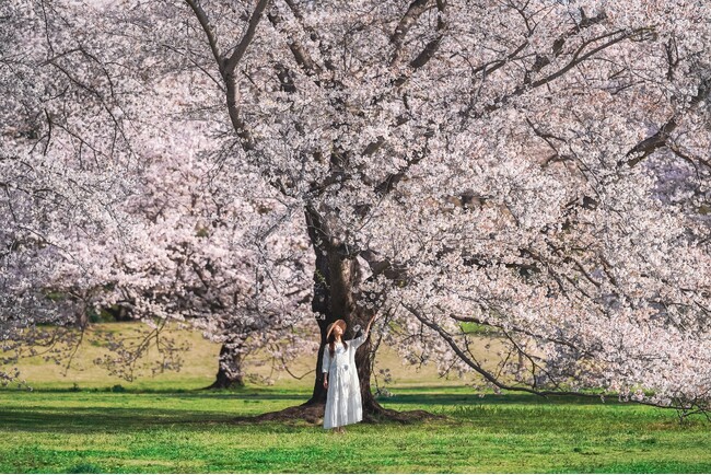 公園が花に彩られる季節が到来!「フラワーフェスティバル2025」を開催します!(国営昭和記念公園)