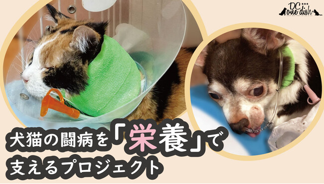 犬と猫の命をつなぐ流動食「チアフル」、クラウドファンディングにて資金調達開始