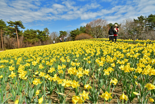 一足早い春到来！早咲きスイセン見頃です（国営ひたち海浜公園）