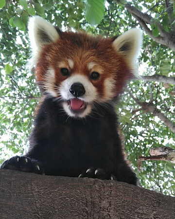 ひらかたパークよりレッサーパンダ1頭が仲間入りします!