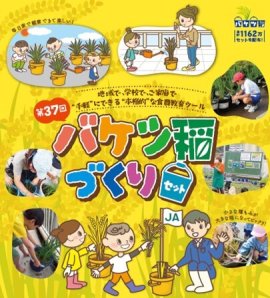 「バケツ稲づくり」イメージ画像1 「バケツ稲づくり」イメージ画像1