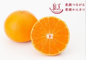 愛媛県松山市の旬をいち早くお届け!2025年3月から本格販売開始の高級かんきつ「紅プリンセス」