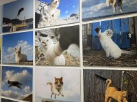 飛び猫10周年記念！猫写真の展示や新作・人気の猫グッズが集合　期間限定「飛び猫商店」を東京・埼玉・神奈川で順次開催