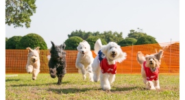 特設ドッグランや限定フォトスポットも!「赤レンガでわんさんぽ」3/20(木•祝)〜23(日)横浜赤レンガ倉庫にて開催! 特設ドッグランや限定フォトスポットも!「赤レンガでわんさんぽ」3/20(木•祝)〜23(日)横浜赤レンガ倉庫にて開催!