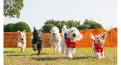 特設ドッグランや限定フォトスポットも！「赤レンガでわんさんぽ」3/20(木•祝)〜23(日)横浜赤レンガ倉庫にて開催！