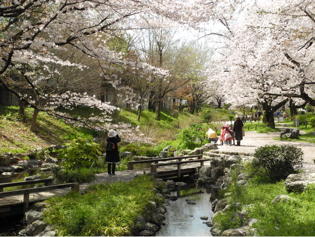【東京・多摩】桜のイベントが続々！　小金井公園で「桜まつり」、立川・国立・国分寺で「桜デジタルスタンプラリー」開催！