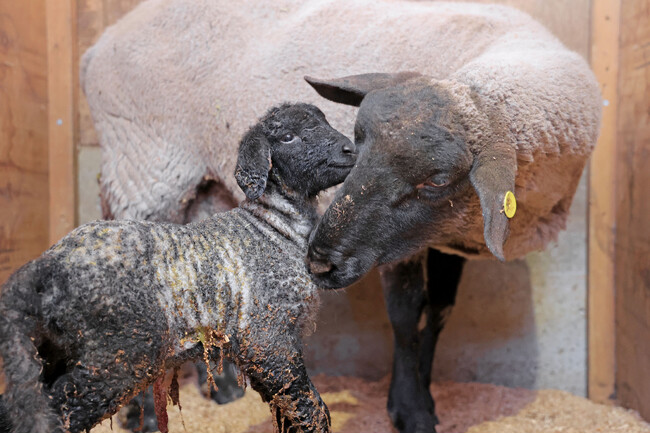【動物の赤ちゃん ニュース】マザー牧場に春の訪れを教えてくれる、羊の赤ちゃんが続々と誕生!