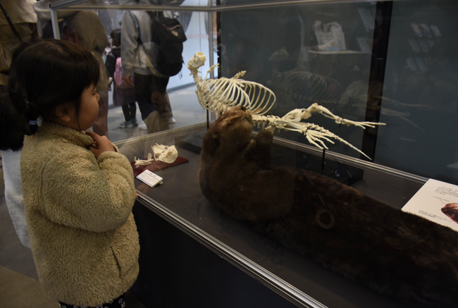 のんほいパークにもラッコはいた! 愛知県・豊橋市自然史博物館でラッコの標本展示中